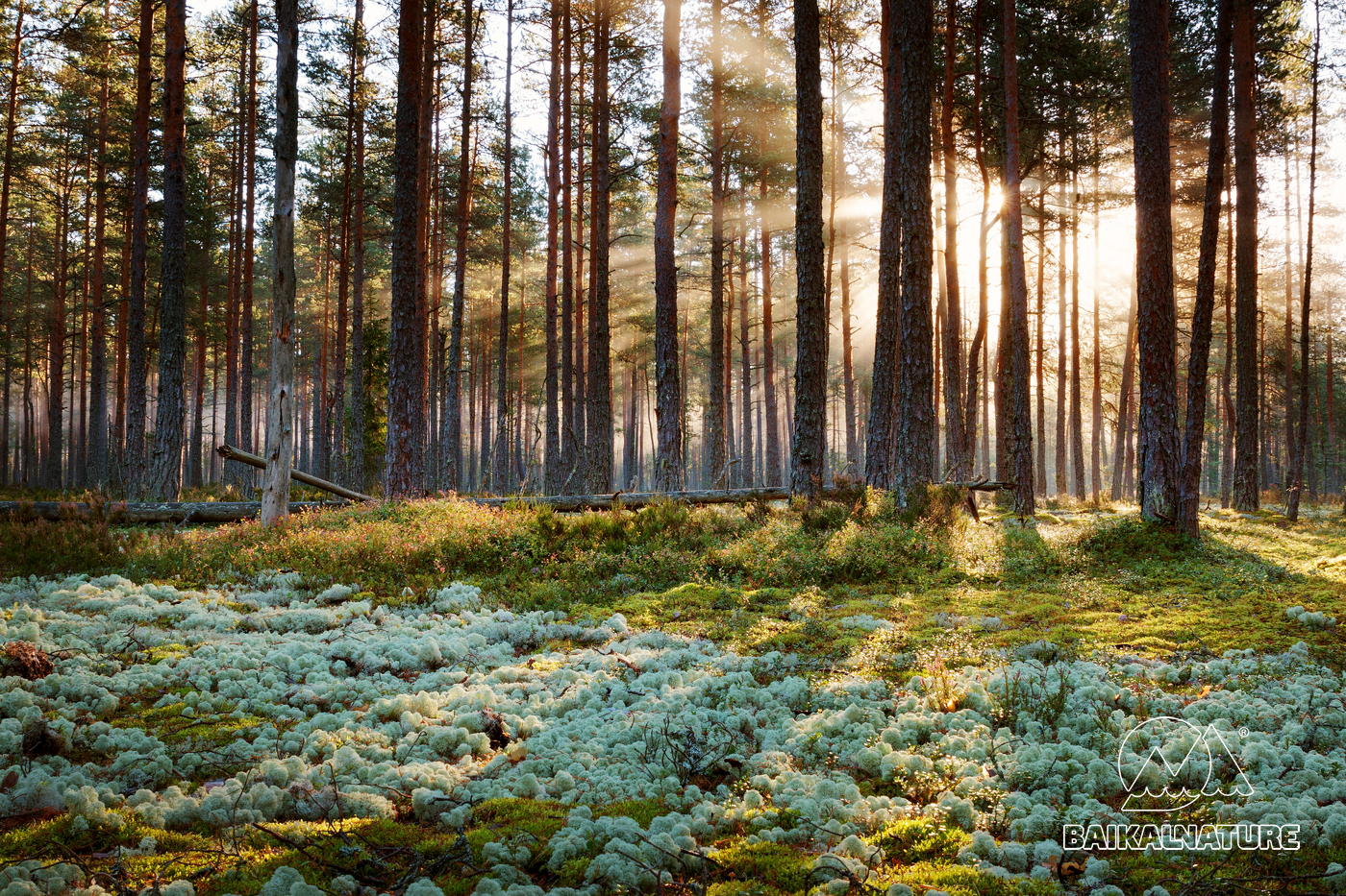 Survival skills of the Siberian Taiga animals