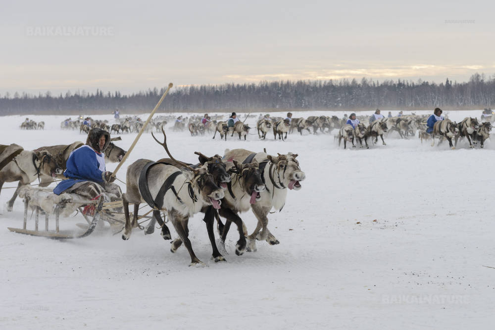 Кар-Нат Россия - 23 февраля 2016 года Ненецкий национальный праздник День оленевода, гонки на оленьих упряжках.