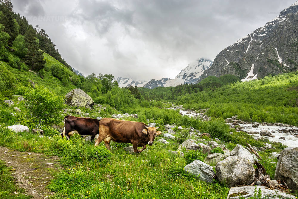 Приэльбрусье. Коровы пасущиеся на альпийских лугах в горах Кавказа.